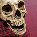 Human Skull with Jaw
